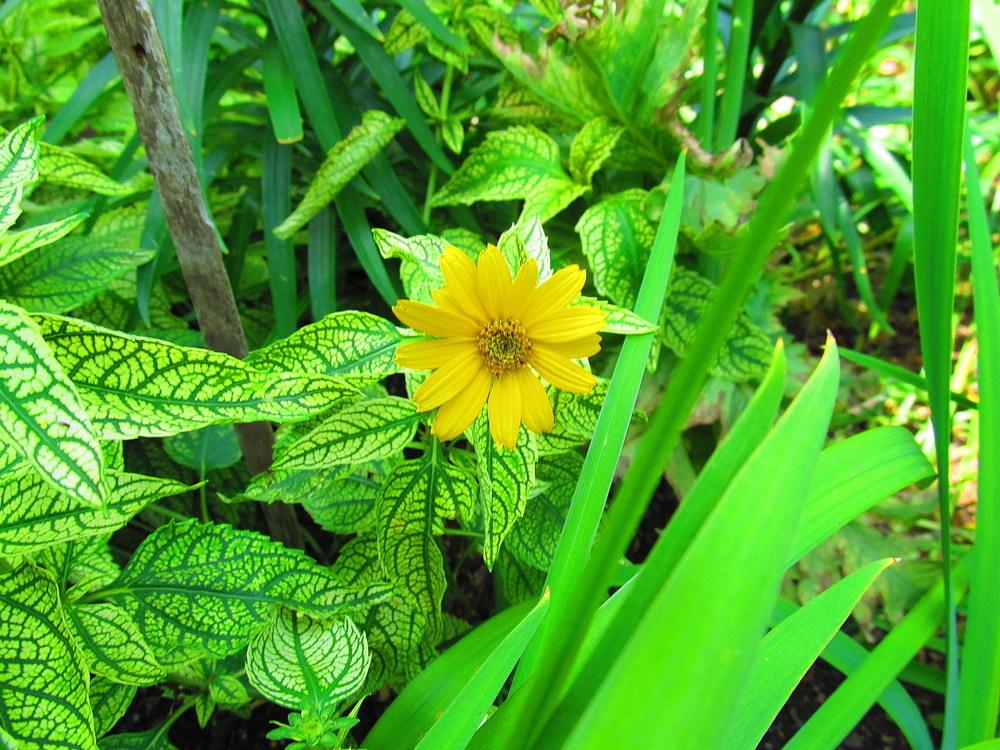 Photo of False Sunflower (Heliopsis helianthoides var. scabra Loraine Sunshine) uploaded by jmorth
