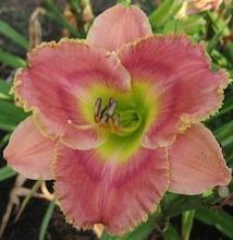 Photo of Daylily (Hemerocallis 'Finish with a Flourish') uploaded by vic