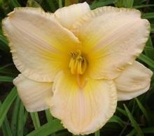 Photo of Daylily (Hemerocallis 'Etched in Gold') uploaded by vic