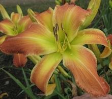 Photo of Daylily (Hemerocallis 'Curious George') uploaded by vic