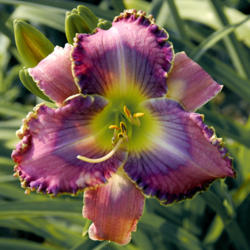 
Date: 2008-01-13
Photo courtesy of Thoroughbred Daylilies  Used with Permission