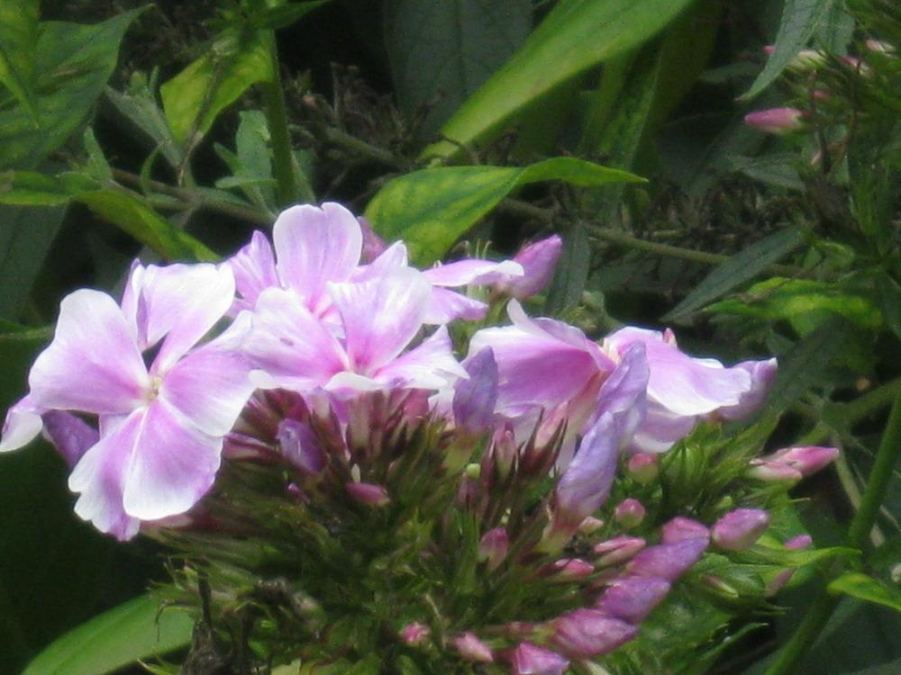 Photo of Garden Phlox (Phlox paniculata 'Franz Schubert') uploaded by Carolyn22