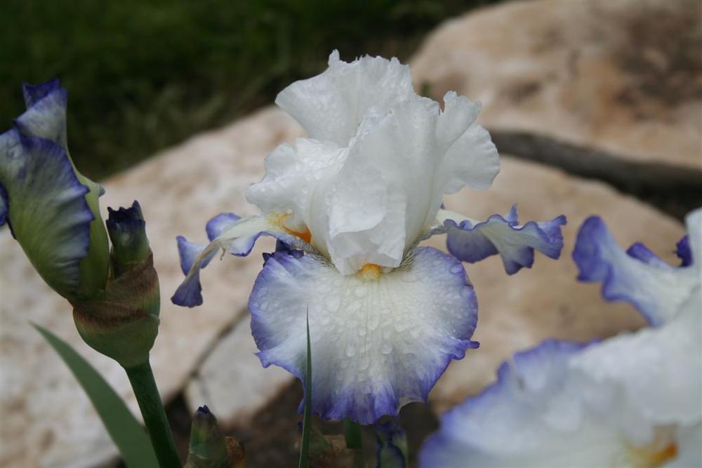 Photo of Tall Bearded Iris (Iris 'Queen's Circle') uploaded by KentPfeiffer