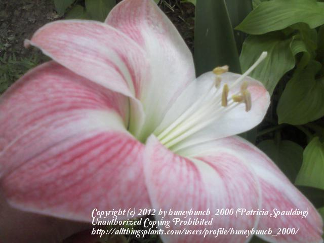 Photo of Amaryllis (Hippeastrum 'Apple Blossom') uploaded by huneybunch_2000