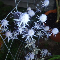 Location: 53034
Date: 2011-07-13
Jade Frost Sea Holly
