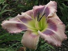 Photo of Daylily (Hemerocallis 'Magnificent Dad') uploaded by vic