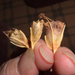 Location: NE Washington, Zone 5b
Lisianthus seed pods