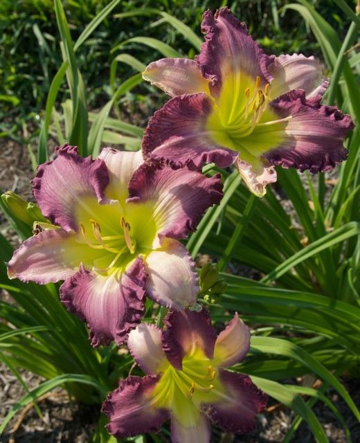 Photo of Daylily (Hemerocallis 'Dream Sequence') uploaded by Calif_Sue