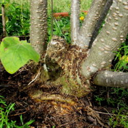 Location: Orlando, Central Florida, zone 9b
Date: 2012-02-05
Mouse Trap Tree caudiciform base