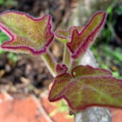 Location: Orlando, Central Florida, zone 9b
Date: 2012-02-05
young leaves of Uncarina grandidieri