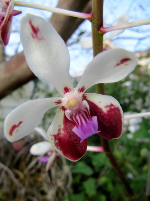 Photo of Orchid (Vanda lamellata var. boxallii) uploaded by GoneTropical
