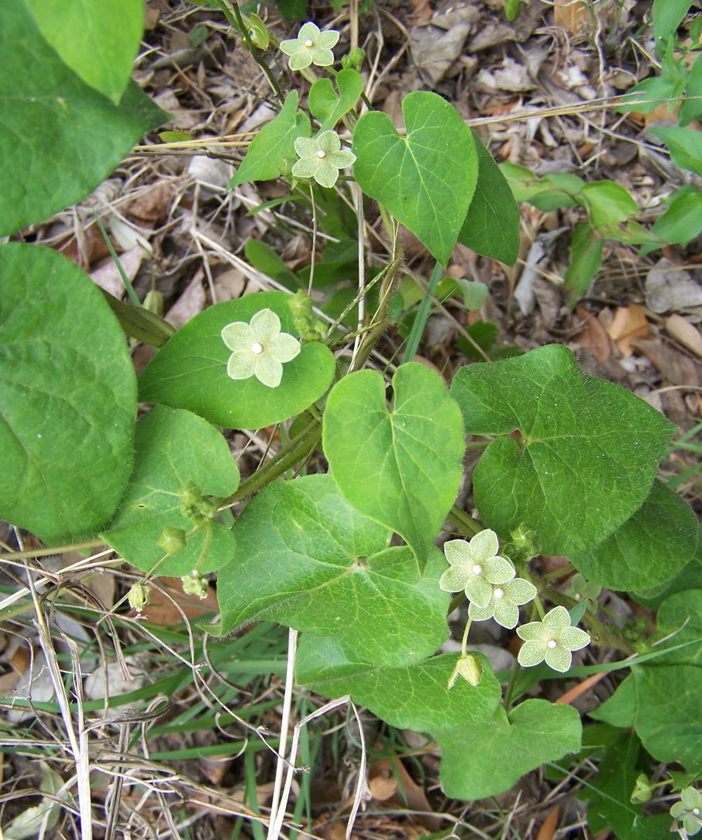 Photo of Pearl Milkweed Vine (Dictyanthus reticulatus) uploaded by LindaTX8