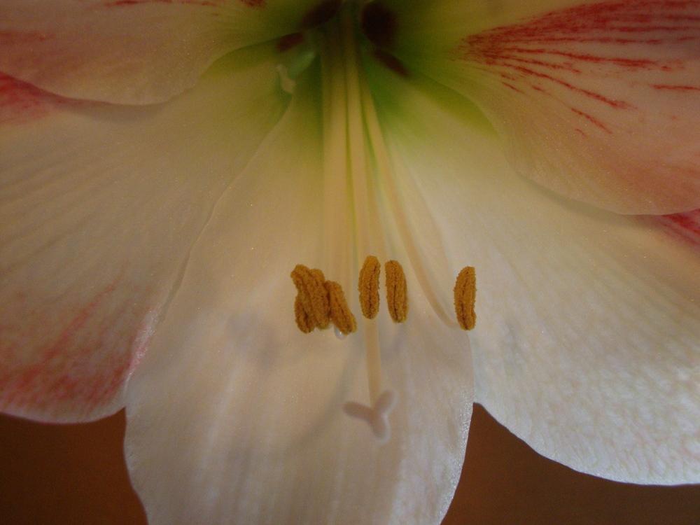 Photo of Amaryllis (Hippeastrum 'Apple Blossom') uploaded by Paul2032