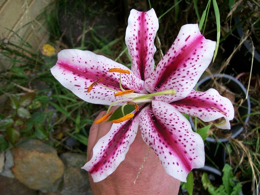 Photo of Oriental Lily (Lilium 'Dizzy') uploaded by gwhizz