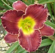 Photo of Daylily (Hemerocallis 'Red Peacemaker') uploaded by vic