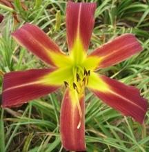 Photo of Daylily (Hemerocallis 'Red Ribbons') uploaded by vic