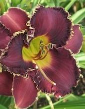 Photo of Daylily (Hemerocallis 'Playing with Sharks') uploaded by vic