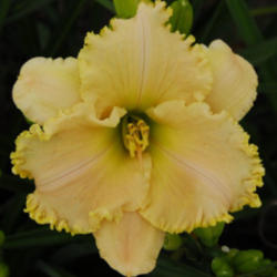 
Date: 2007-07-16
Photo courtesy of Thoroughbred Daylilies  Used with Permission