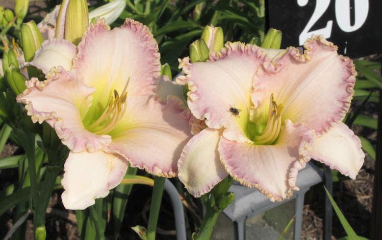 Photo of Daylily (Hemerocallis 'Willow Dean Smith') uploaded by Calif_Sue