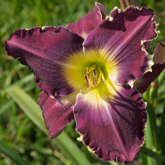 Photo of Daylily (Hemerocallis 'Possible Side Effects') uploaded by Calif_Sue
