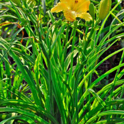 
Date: 2008-01-15
Photo courtesy of Thoroughbred Daylilies  Used with Permission
