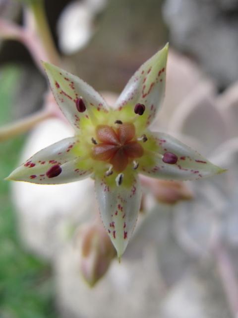 Photo of Ghost Plant (Graptopetalum paraguayense) uploaded by GoneTropical