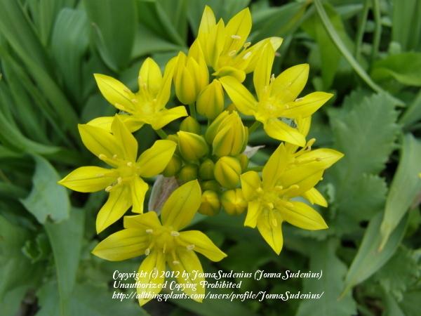 Photo of Golden Garlic (Allium moly) uploaded by JonnaSudenius