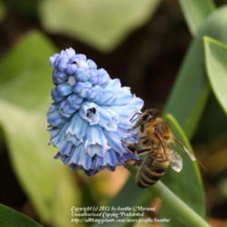 Location: my garden, Gent, Belgium
Date: 2011-03-16
With Honeybee.