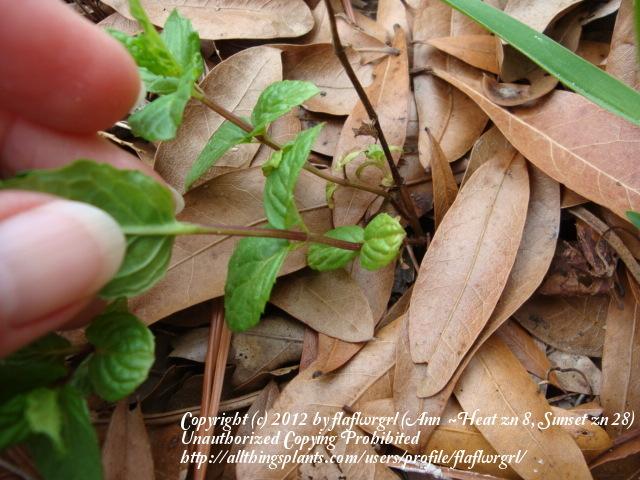 Photo of Spearmint (Mentha spicata) uploaded by flaflwrgrl