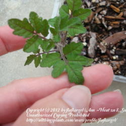 Location: zone 8/9 Lake City, Fl.
Date: 2012-02-06
Solanum pimpinellifolium