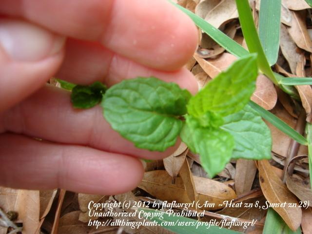 Photo of Spearmint (Mentha spicata) uploaded by flaflwrgrl