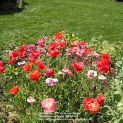 Location: My Cincinnati, Ohio garden
Date: Early summer, 2006
Flanders and Shirley poppies