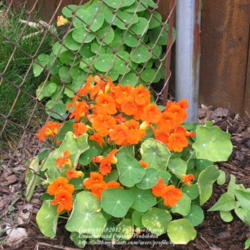 Location: My Cincinnati, Ohio garden
Date: June 2007
Unknown Nasturtium