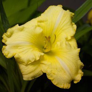 Photo of Daylily (Hemerocallis 'Annie Armstrong') uploaded by vic