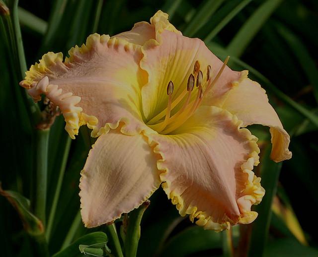 Photo of Daylily (Hemerocallis 'Barbie in Pink') uploaded by Calif_Sue