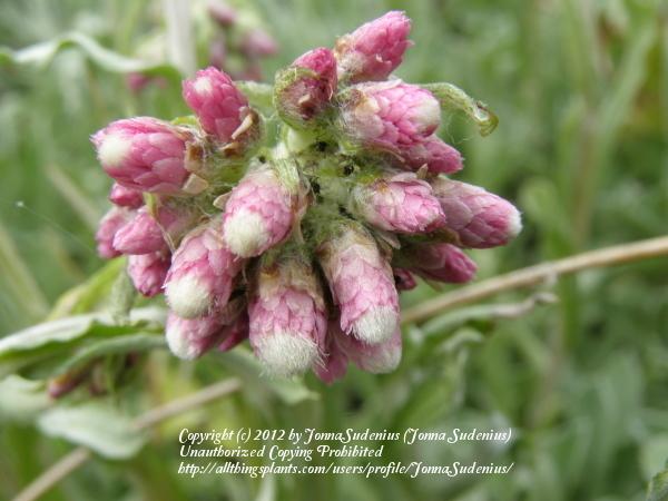 Photo of Pink Pussytoes (Antennaria rosea) uploaded by JonnaSudenius