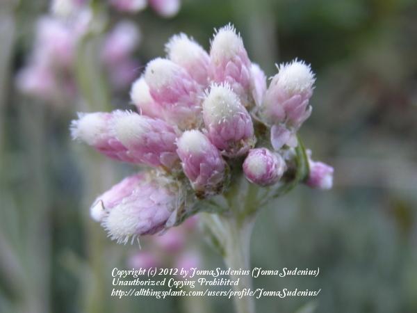 Photo of Pink Pussytoes (Antennaria rosea) uploaded by JonnaSudenius