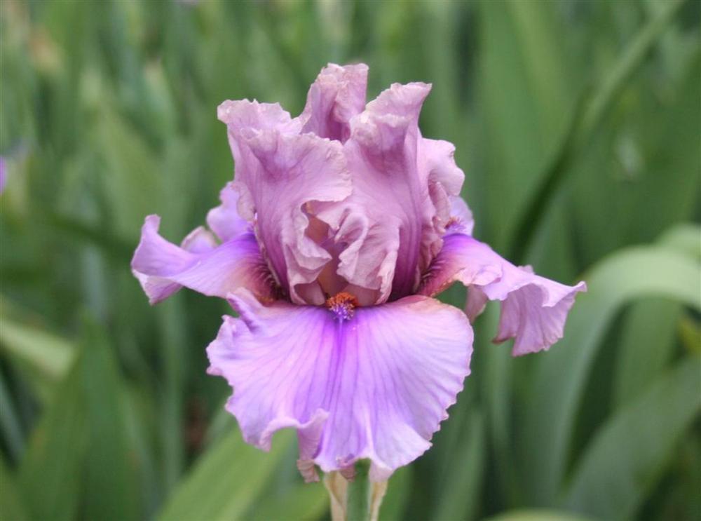 Photo of Tall Bearded Iris (Iris 'Silk Run') uploaded by KentPfeiffer