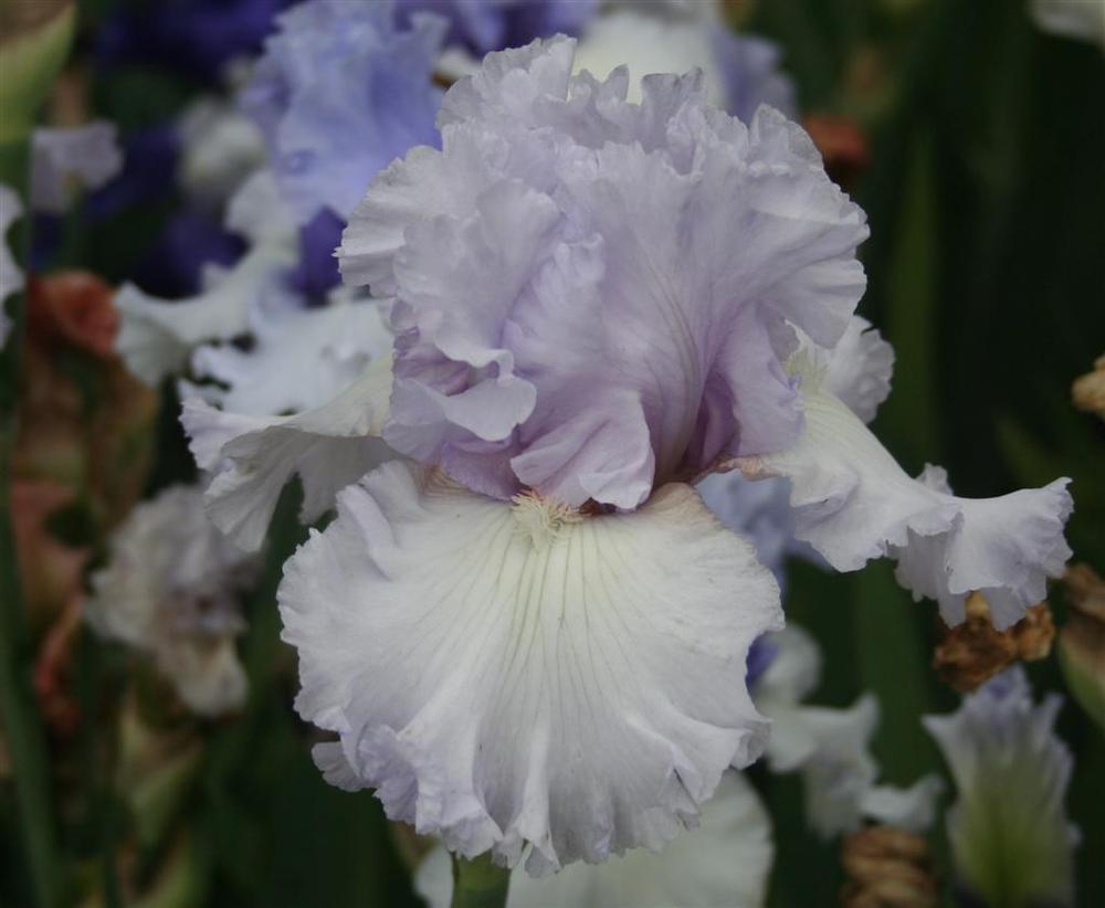 Photo of Tall Bearded Iris (Iris 'Royal Sterling') uploaded by KentPfeiffer