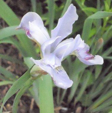 Photo of Siberian Iris (Iris 'Soft Blue') uploaded by ge1836