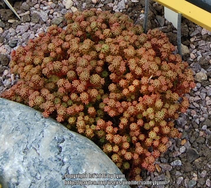 Photo of Mossy Stonecrop (Sedum lydium) uploaded by valleylynn