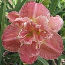 Photo of Daylily (Hemerocallis 'Totally Awesome') uploaded by vic