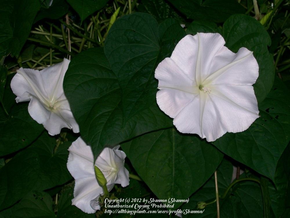 Photo of Moonflower (Ipomoea alba) uploaded by Shannon