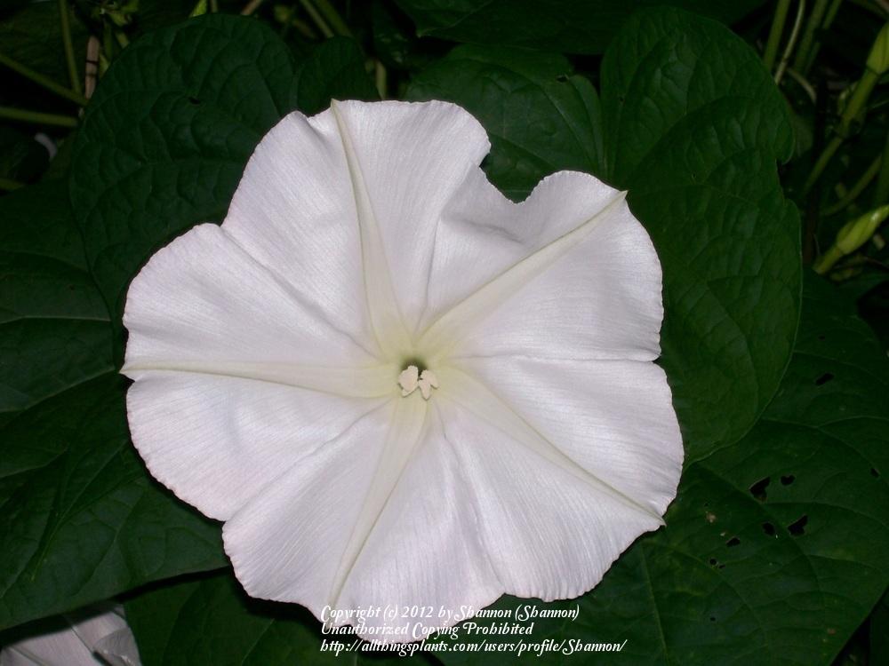 Photo of Moonflower (Ipomoea alba) uploaded by Shannon