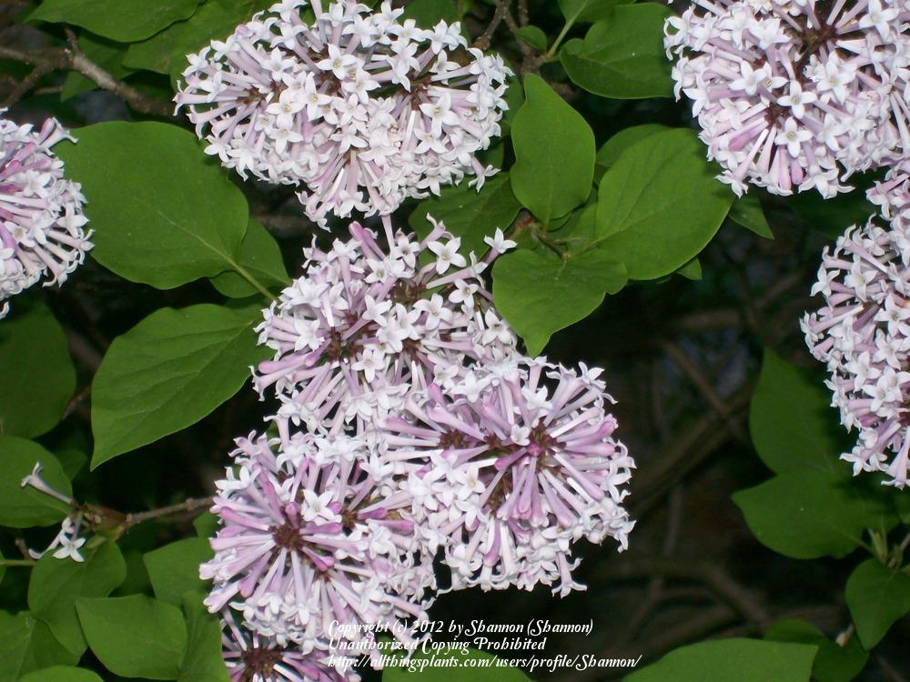 Photo of Manchurian Lilac (Syringa pubescens subsp. patula 'Miss Kim') uploaded by Shannon