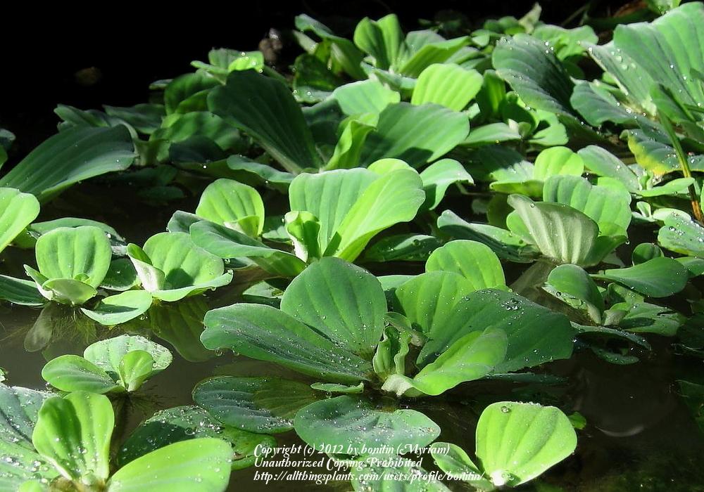 Photo of Water Lettuce (Pistia stratiotes) uploaded by bonitin