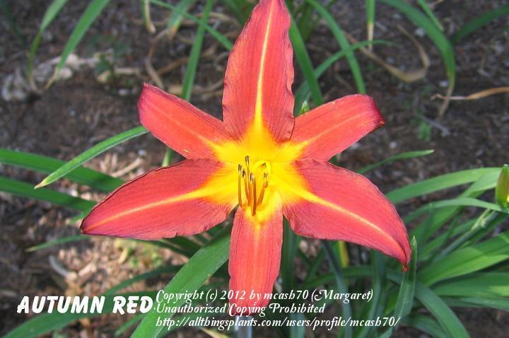 Photo of Daylily (Hemerocallis 'Autumn Red') uploaded by mcash70