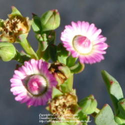 Location: At our garden - Central Valley area, CA
Date: 2012-02-08
Initial blooms of Oscularia caulescens