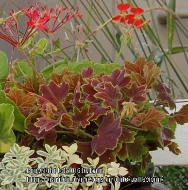 Photo of Zonal Geranium (Pelargonium x hortorum 'Vancouver Centennial') uploaded by valleylynn