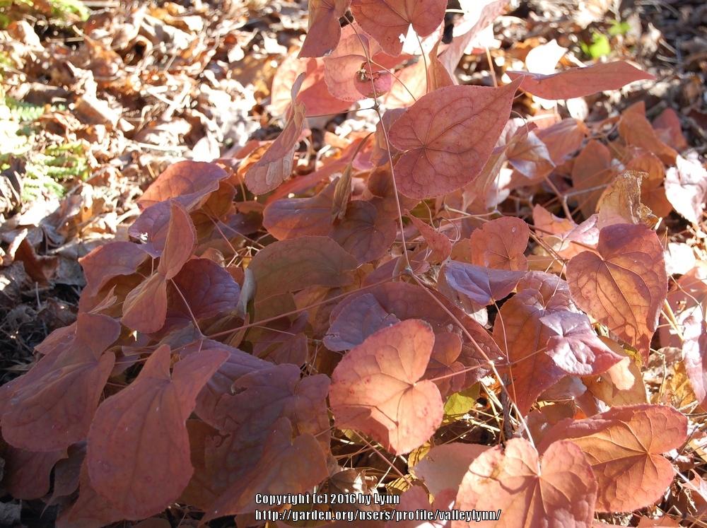 Photo of Red Barrenwort (Epimedium alpinum 'Rubrum') uploaded by valleylynn